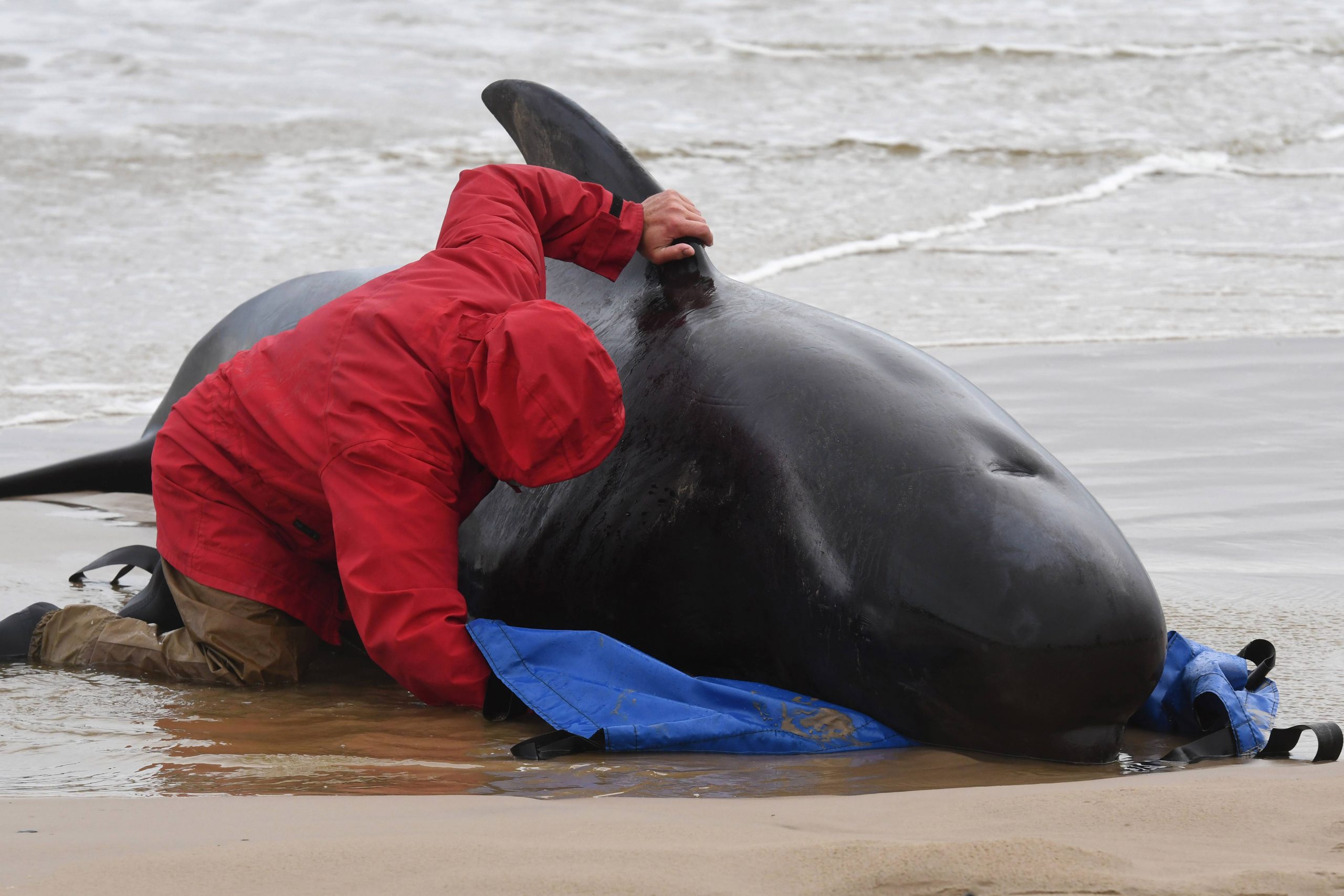 Ao menos 380 baleias morrem encalhadas no sul da Austrália