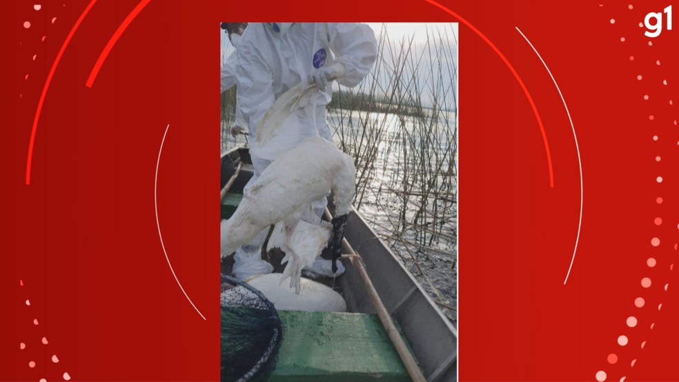 Estação Ecológica do Taim é interditada após suspeita de morte de cisnes por gripe aviária