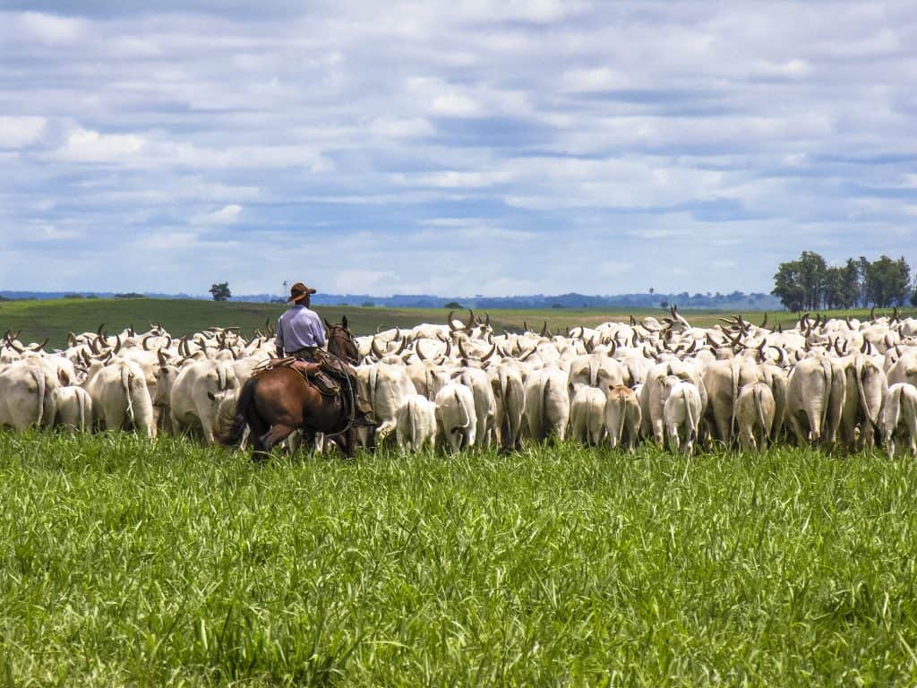Produção de carne brasileira ultrapassa limites ambientais globais