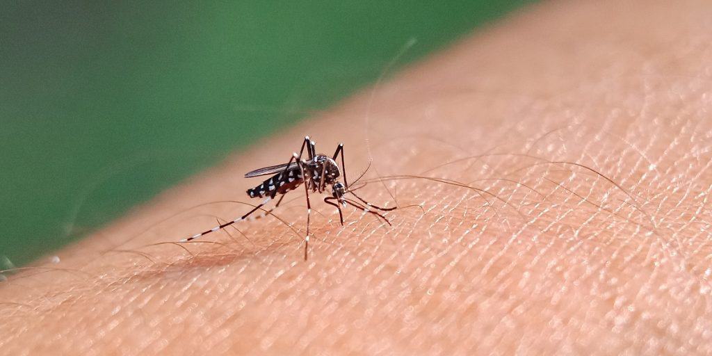 Mosquitos transgênicos reduzem casos de dengue graças à tecnologia inovadora