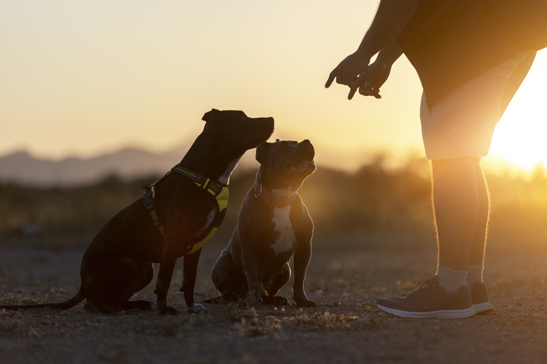 Cães conseguem identificar sinais de Parkinson antes mesmo dos seres humanos notarem
