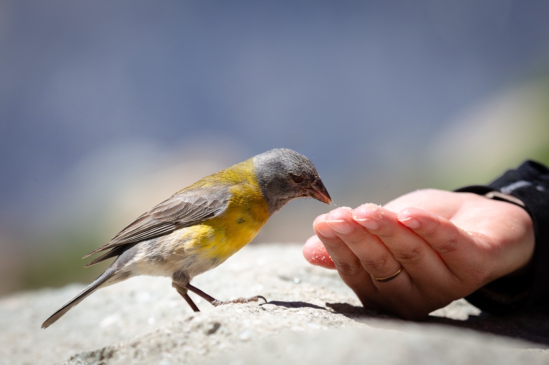Será possível que humanos possuam um sexto sentido semelhante ao de aves? Novo estudo sugere que sim