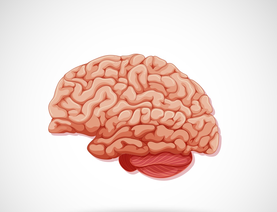 Estudos revelam a importância do colesterol para o bem-estar cerebral