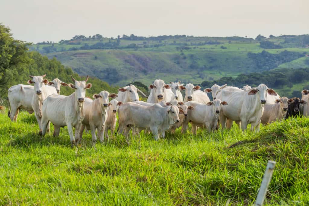Temperaturas extremas resultam na morte de mais de 80 cabeças de gado em Mato Grosso do Sul